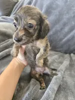 AKC Brindle Male 2, TEXT 520-254-7407, a male Dachshund for sale in Casa Grande, AZ – 3 of 7