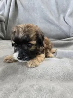 AKC Skye's Boy 3, TEXT 520-254-7407 , a male Havanese for sale in Casa Grande, AZ – 4 of 10
