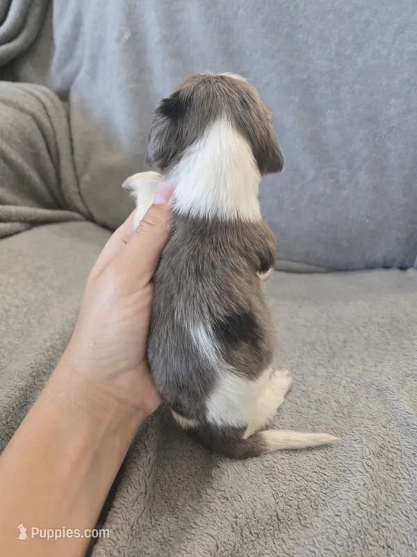 AKC Long Hair Dapple Girl - TEXT 520-254-7407  – Dachshund puppy for sale in Casa Grande, AZ