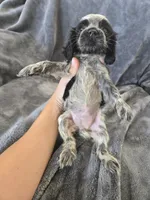 AKC Dora's Roan Girl, TEXT 520-254-7407, a female Cocker Spaniel for sale in Casa Grande, AZ – 7 of 10