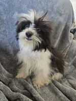 AKC Black & White Female, TEXT 520-254-7407, a female Havanese for sale in Casa Grande, AZ – 5 of 10