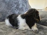 AKC Freckles Dark Tri Girl, a female Cocker Spaniel for sale in Casa Grande, AZ – Photo 10 of 10