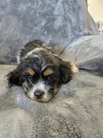 AKC Freckles Dark Tri Girl, a female Cocker Spaniel for sale in Casa Grande, AZ – Photo 4 of 10