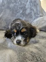 AKC Freckles Dark Tri Girl, a female Cocker Spaniel for sale in Casa Grande, AZ – Photo 2 of 10