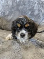 AKC Freckles Dark Tri Girl, a female Cocker Spaniel for sale in Casa Grande, AZ – Photo 6 of 10