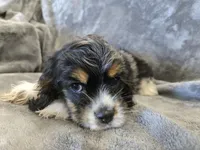 AKC Freckles Dark Tri Girl, a female Cocker Spaniel for sale in Casa Grande, AZ – Photo 5 of 10
