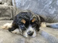 AKC Freckles Dark Tri Girl, a female Cocker Spaniel for sale in Casa Grande, AZ – Photo 3 of 10