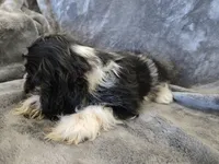 AKC Freckles Dark Tri Girl, a female Cocker Spaniel for sale in Casa Grande, AZ – Photo 9 of 10