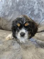 AKC Freckles Dark Tri Girl, a female Cocker Spaniel for sale in Casa Grande, AZ – Photo 7 of 10