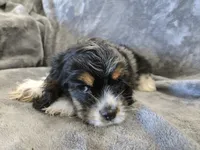 AKC Freckles Dark Tri Girl, a female Cocker Spaniel for sale in Casa Grande, AZ – Photo 8 of 10
