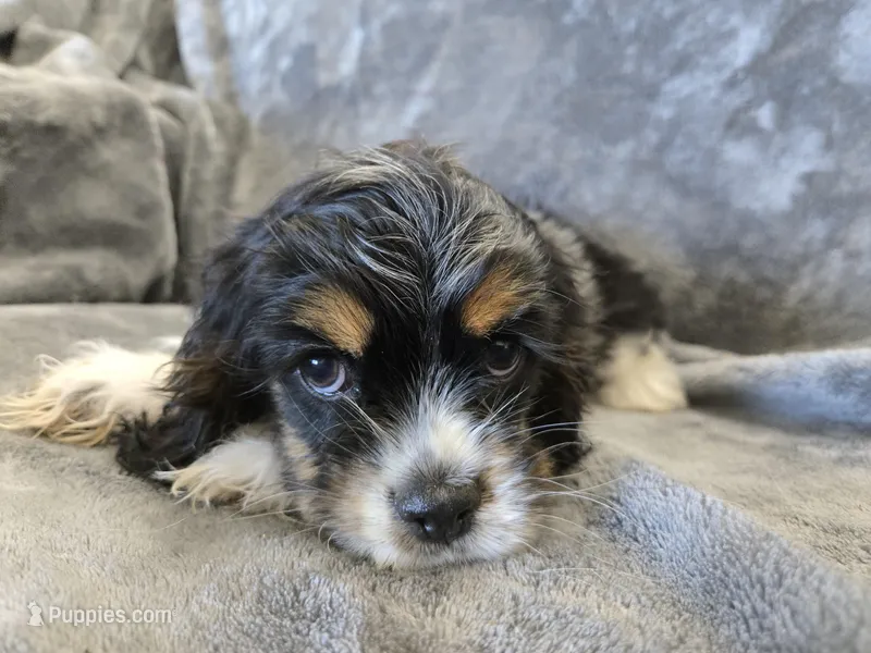AKC Freckles Dark Tri Girl – Cocker Spaniel puppy for sale in Casa Grande, AZ