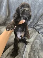 AKC Dora's Black Boy, Text 520-254-7407 , a male Cocker Spaniel for sale in Casa Grande, AZ – 3 of 10