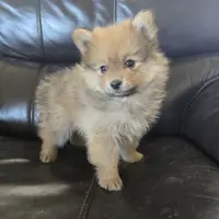 Purebred Boy Ready Now!, a male Pomeranian for sale in Casa Grande, AZ – Photo 2 of 10