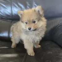 Purebred Boy Ready Now!, a male Pomeranian for sale in Casa Grande, AZ – Photo 7 of 10