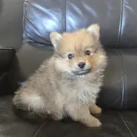 Purebred Boy Ready Now!, a male Pomeranian for sale in Casa Grande, AZ – Photo 3 of 10