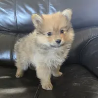 Purebred Boy Ready Now!, a male Pomeranian for sale in Casa Grande, AZ – Photo 1 of 10