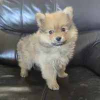 Purebred Boy Ready Now!, a male Pomeranian for sale in Casa Grande, AZ – Photo 4 of 10