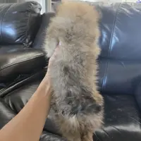 Purebred Boy Ready Now!, a male Pomeranian for sale in Casa Grande, AZ – Photo 8 of 10