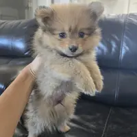 Purebred Boy Ready Now!, a male Pomeranian for sale in Casa Grande, AZ – Photo 6 of 10