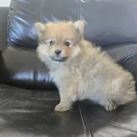 Purebred Boy Ready Now!, a male Pomeranian for sale in Casa Grande, AZ – Photo 5 of 10