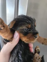 AKC Male - TEXT 520-254-7407 , a male Yorkshire Terrier for sale in Casa Grande, AZ – 4 of 9