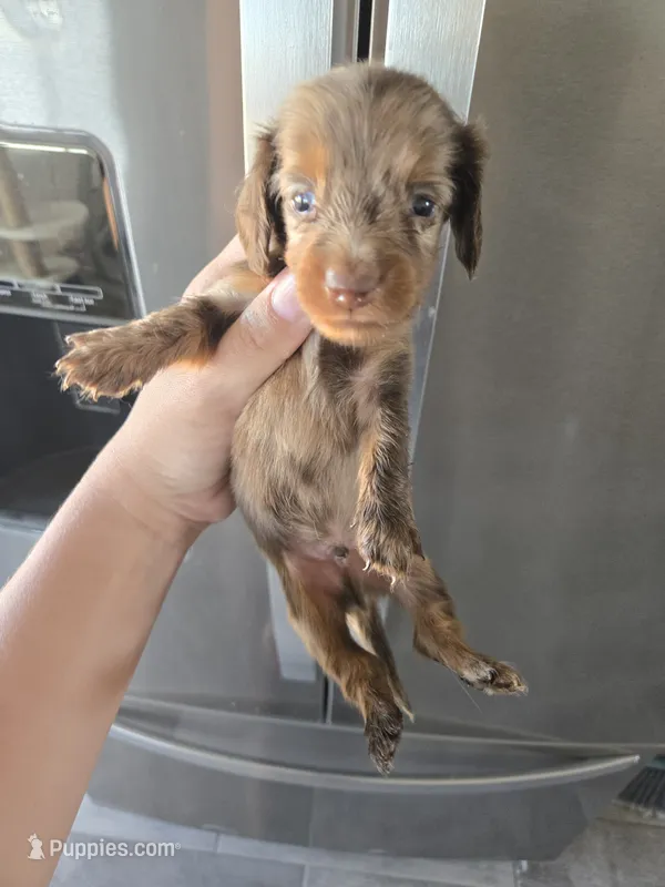 AKC Pepper's Male Chocolate Dapple, TEXT 520-254-7407  – Dachshund puppy for sale in Casa Grande, AZ