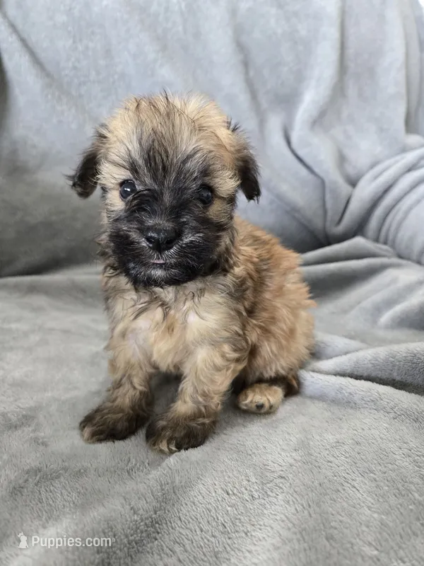 AKC Skye's Boy 4, TEXT 520-254-7407  – Havanese puppy for sale in Casa Grande, AZ