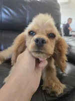 AKC Katelyn's Darker Buff Girl, a female Cocker Spaniel for sale in Casa Grande, AZ – 7 of 10
