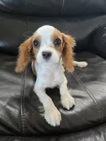 AKC Male, TEXT 520-254-7407, a male Cavalier King Charles Spaniel for sale in Casa Grande, AZ – 4 of 10