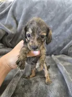 AKC Brindle Male, TEXT 520-254-7407, a male Dachshund for sale in Casa Grande, AZ – 1 of 10