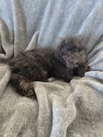 AKC Siri's Black Female, TEXT 520-254-7407, a female Poodle - Miniature  for sale in Casa Grande, AZ – 2 of 7