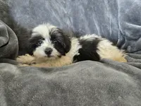 AKC Black & White Female, a female Havanese for sale in Casa Grande, AZ – 6 of 9