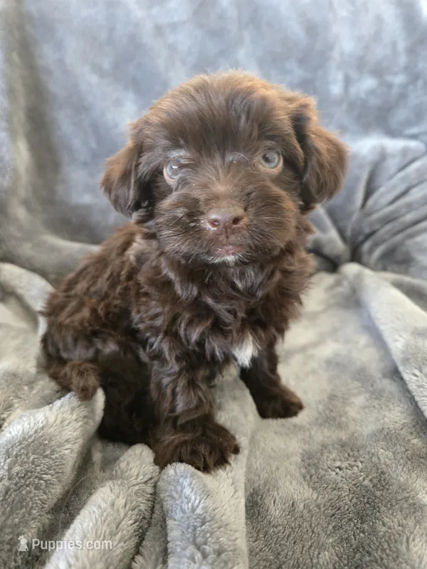 AKC Bisque's Brown Girl, TEXT 520-254-7407 – Havanese puppy for sale in Casa Grande, AZ
