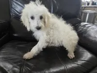 AKC Female - TEXT 520-254-7407 , a female Poodle - Miniature  for sale in Casa Grande, AZ – 8 of 10