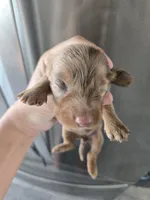 AKC Pepper's Chocolate Dapple Girl, TEXT 520-254-7407 , a female Dachshund for sale in Casa Grande, AZ – 5 of 8