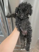 AKC Black Female, a female Poodle - Miniature  for sale in Casa Grande, AZ – 3 of 8