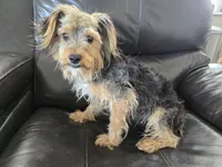 AKC Male $1000 TEXT 520-254-7407 , a male Yorkshire Terrier for sale in Casa Grande, AZ – 4 of 8