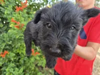 AKC Girl, a female Scottish Terrier for sale in Casa Grande, AZ – 6 of 6