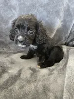 AKC Dora's Black Girl, White Nose, TEXT 520-254-7407, a female Cocker Spaniel for sale in Casa Grande, AZ – 5 of 10