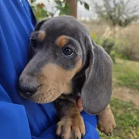 AKC White Chest Boy, a male Dachshund for sale in Casa Grande, AZ – Photo 2 of 9