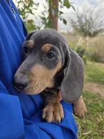 AKC White Chest Boy, a male Dachshund for sale in Casa Grande, AZ – Photo 1 of 9