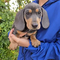 AKC White Chest Boy, a male Dachshund for sale in Casa Grande, AZ – Photo 1 of 9