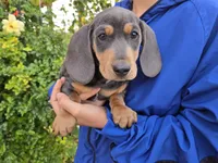 AKC White Chest Boy, a male Dachshund for sale in Casa Grande, AZ – Photo 5 of 9