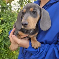 AKC White Chest Boy, a male Dachshund for sale in Casa Grande, AZ – Photo 7 of 9