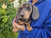 AKC White Chest Boy, a male Dachshund for sale in Casa Grande, AZ – Photo 7 of 9