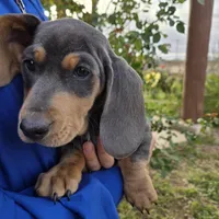 AKC White Chest Boy, a male Dachshund for sale in Casa Grande, AZ – Photo 5 of 9