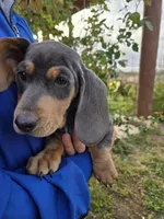 AKC White Chest Boy, a male Dachshund for sale in Casa Grande, AZ – Photo 4 of 9