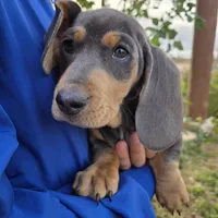 AKC White Chest Boy, a male Dachshund for sale in Casa Grande, AZ – Photo 4 of 9