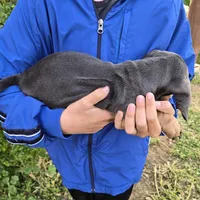 AKC White Chest Boy, a male Dachshund for sale in Casa Grande, AZ – Photo 8 of 9