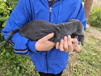 AKC White Chest Boy, a male Dachshund for sale in Casa Grande, AZ – Photo 8 of 9